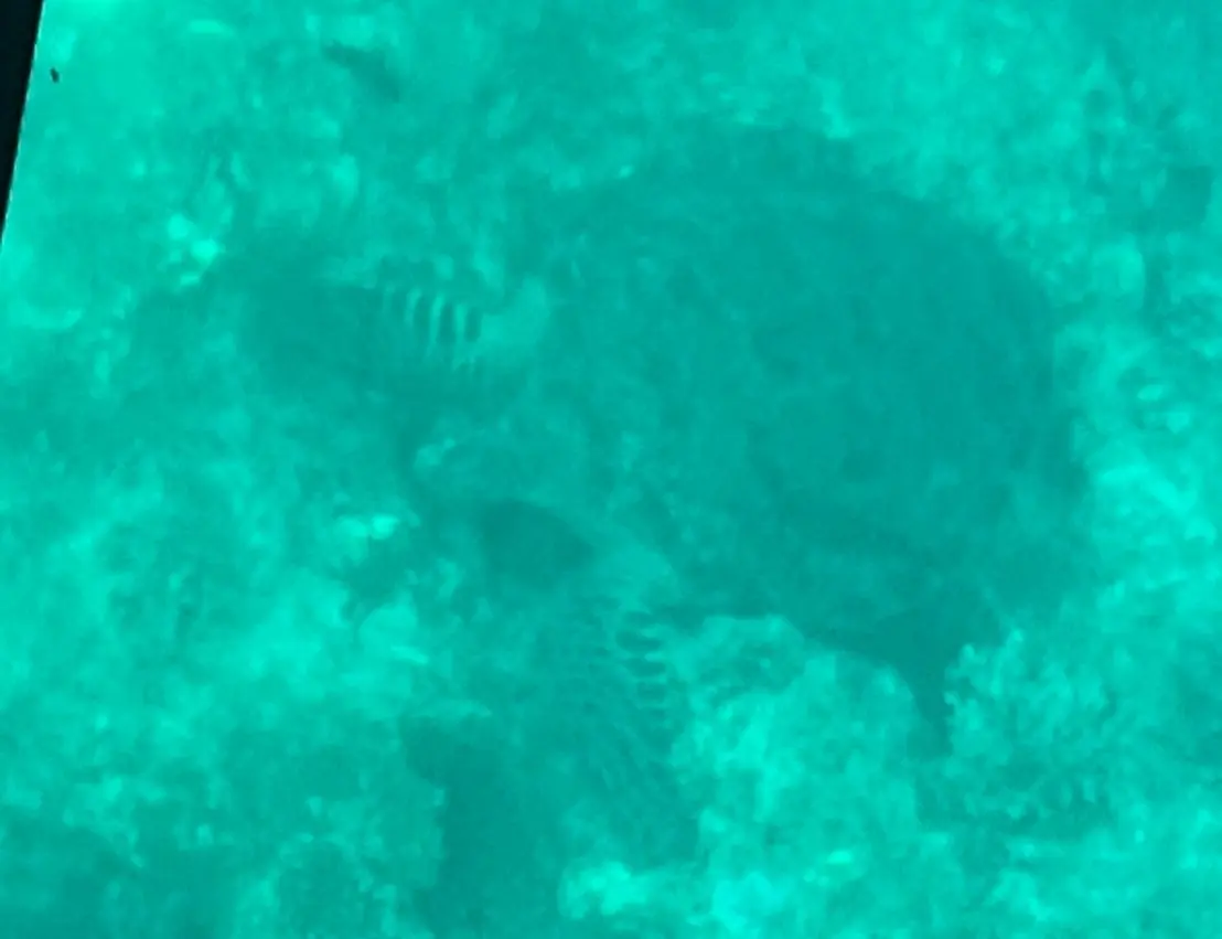 見えにくいですが、ウミガメをが船底をスーッと泳いでいきます。