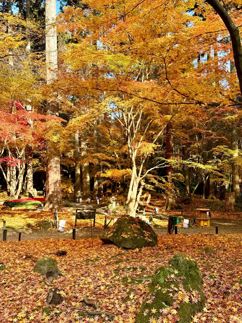 宮城県松島　円通院　伊達光宗　境内　紅葉　瞑想の庭