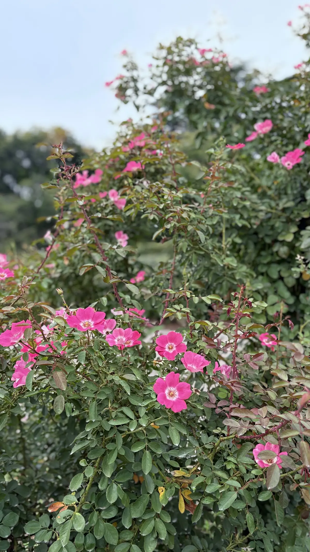 神代植物公園　バラ園　ピンク系