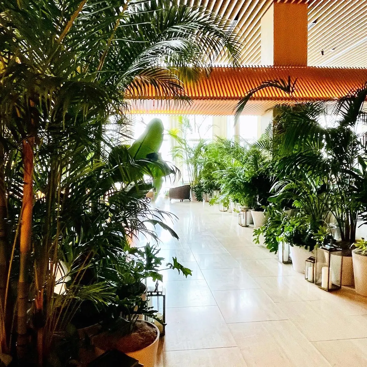 東京エディション虎ノ門のロビーにある観葉植物