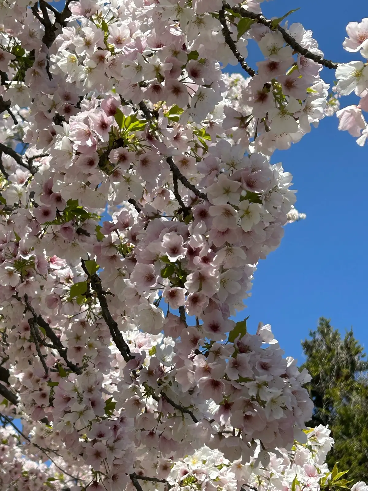 京都府立植物園