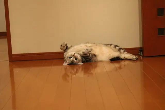 掃除時間が劇的に短縮する！あると便利な掃の画像_10