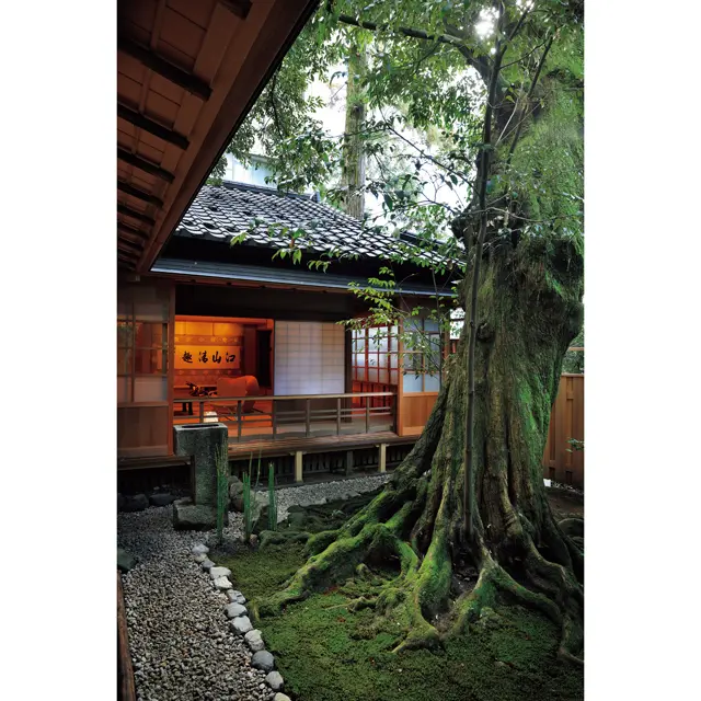 苔むしたスダジイを囲むように建てられた離れ