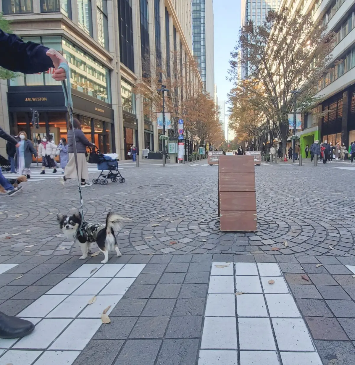 紅葉の日比谷散策♪老舗テラスでランチの画像_12