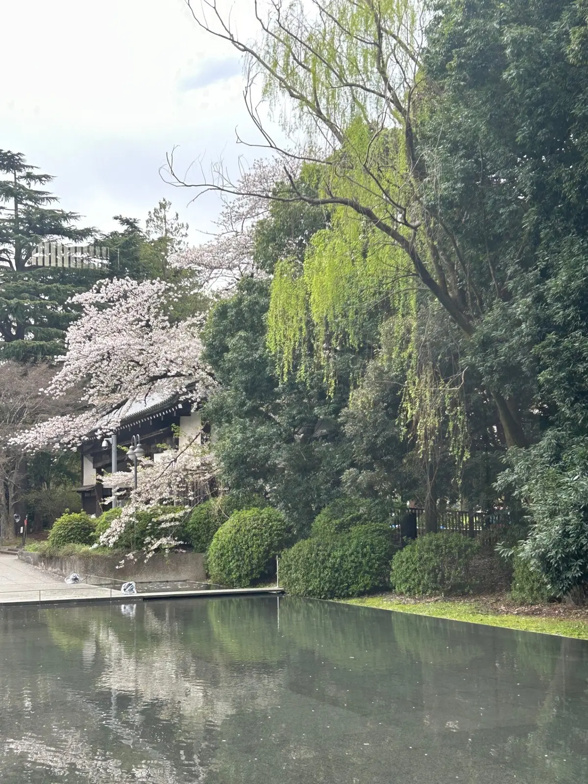 東京国立博物館の桜