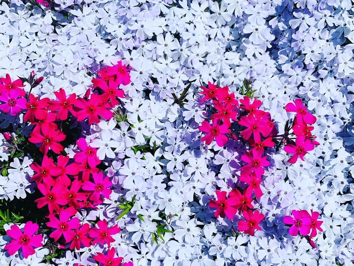 白やピンクの小さな花弁