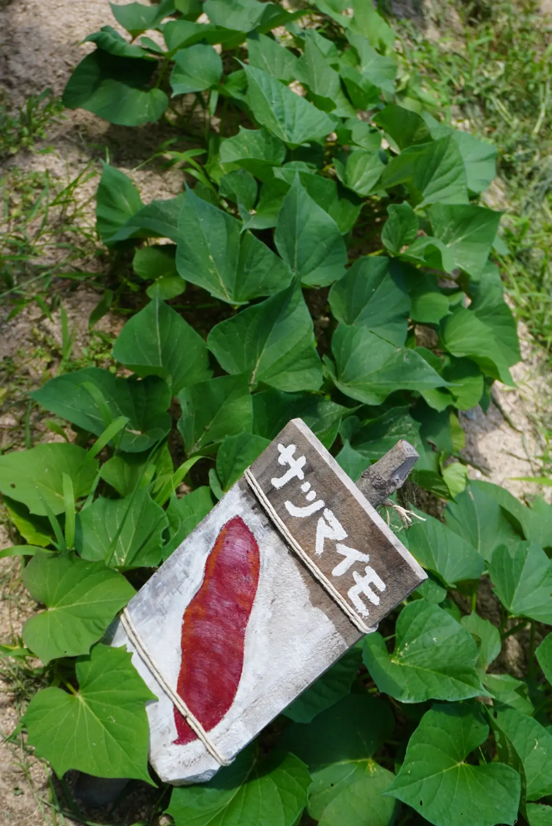 心身共に優しい癒しのスポットで爽やか夏デの画像_20