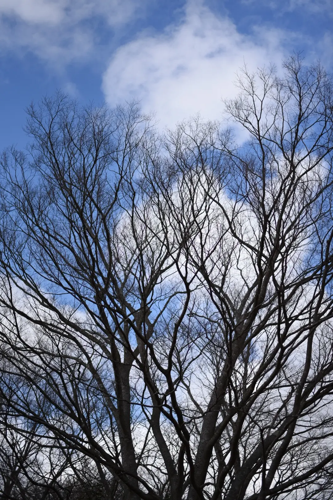 箱根神社へ新年のご挨拶⛩️の画像_20