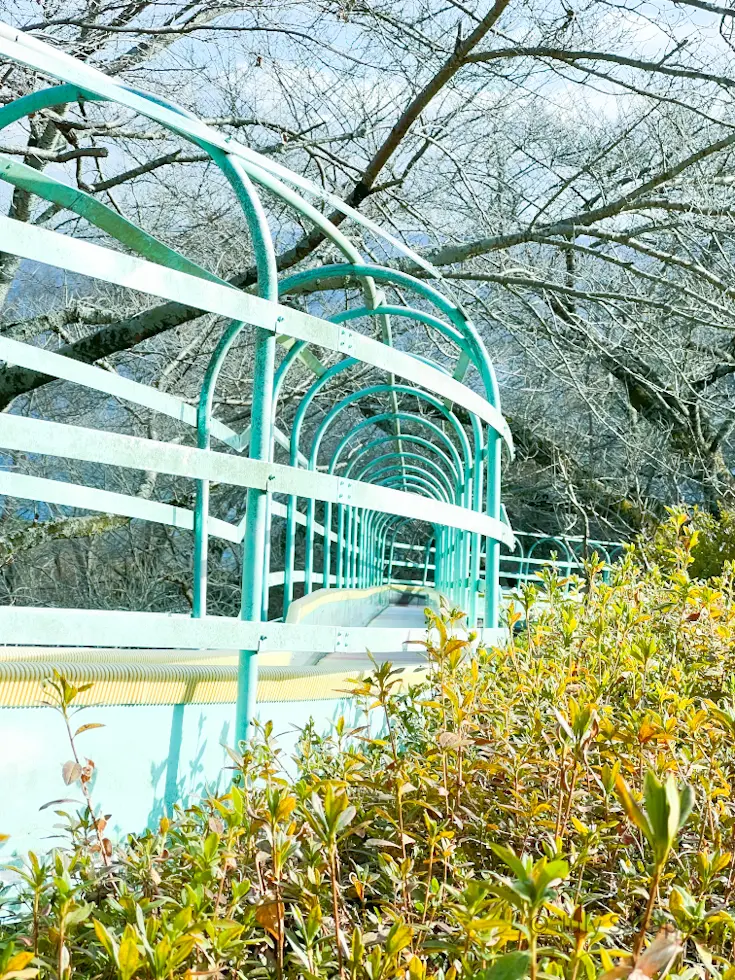 【さかぽんの冒険】菜の花を目指して☆@吾の画像_10