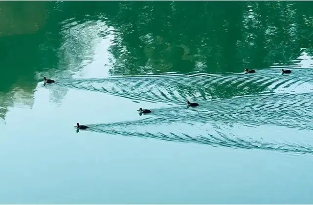 水鳥が泳ぐ様子も眺められる