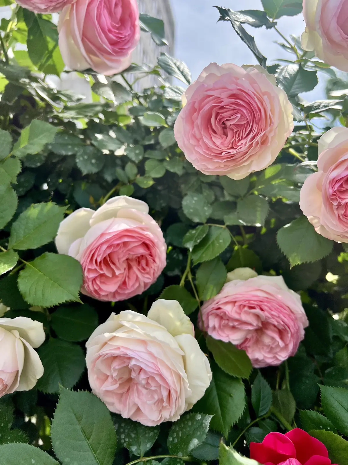 バラが美しい季節ですね〜バラの街 福山〜の画像_6