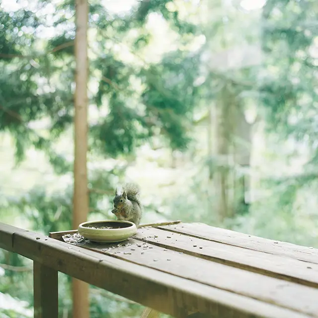 広大な宿の敷地には、かわいいリスがひょっこり姿を見せることも。