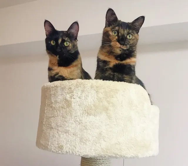 ココ 3歳・♀　ビビ 3歳・♀