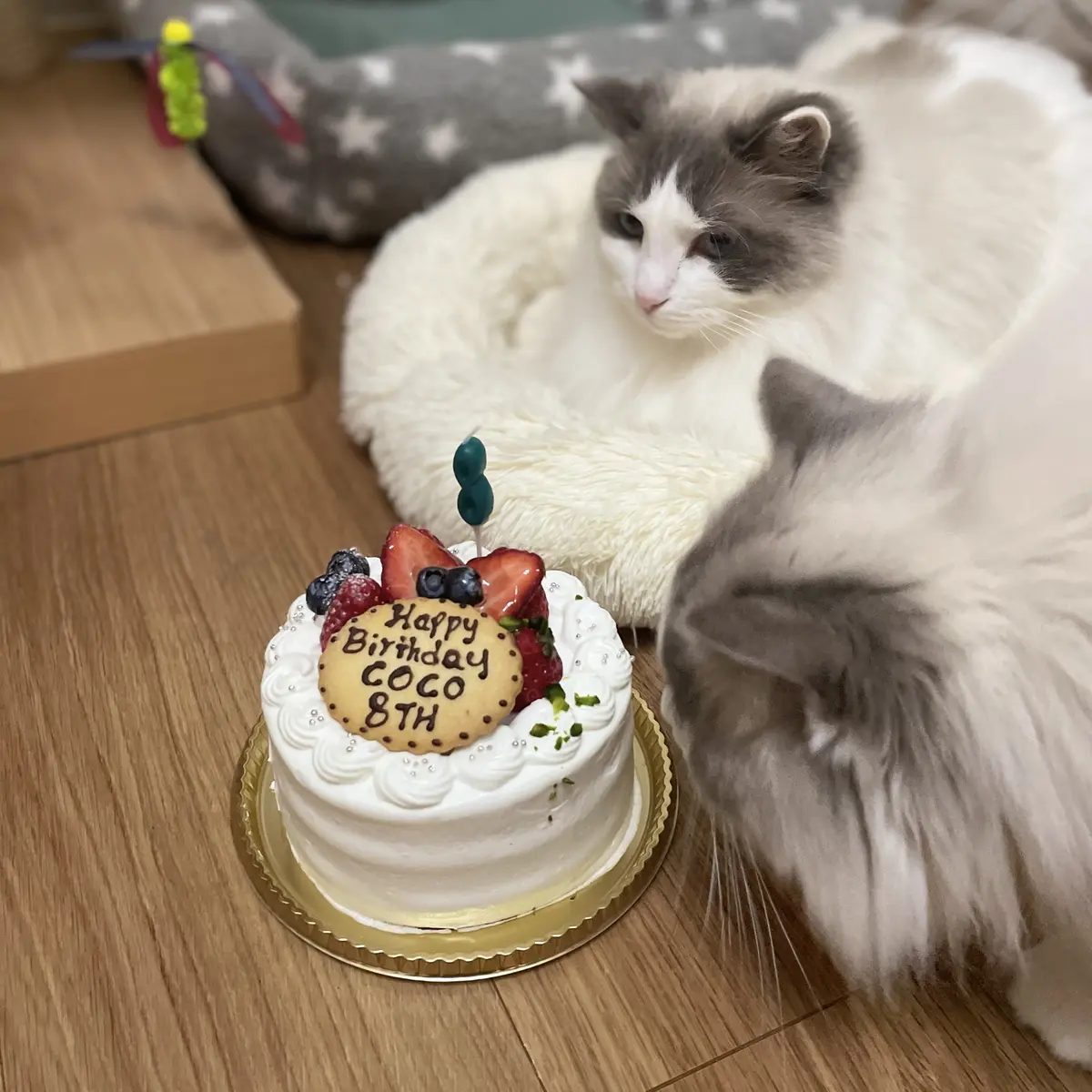 猫とケーキと乱入