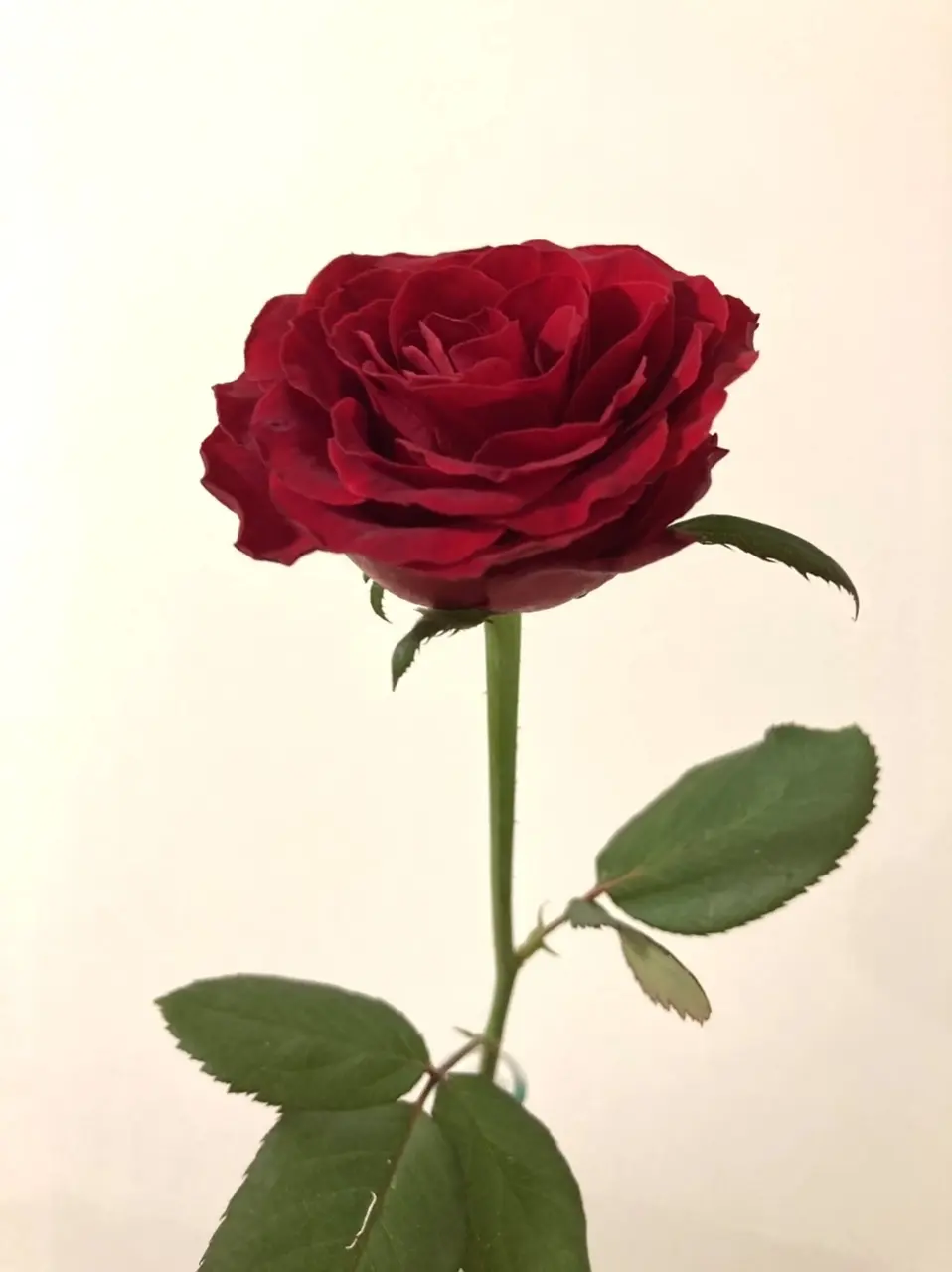 「赤」で気分を高めて♪新年度スタートの画像_4