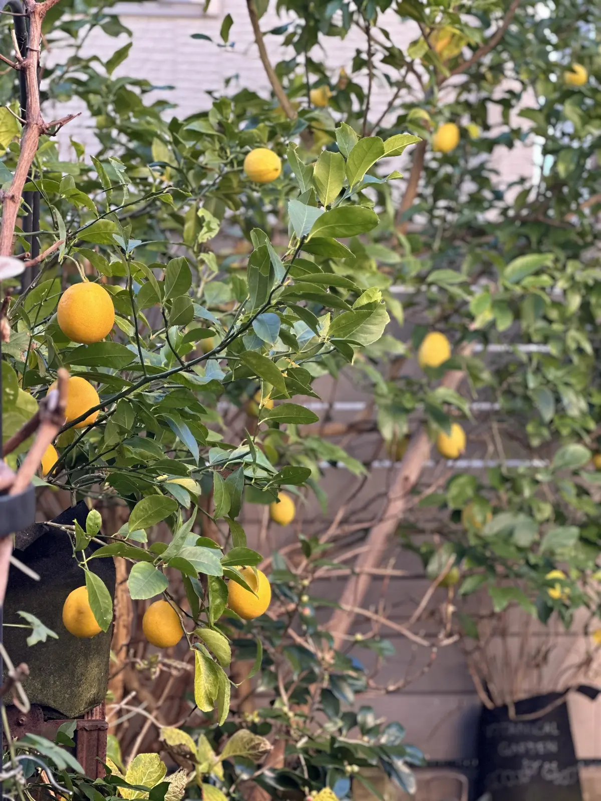 レモンのある暮らしの画像_1