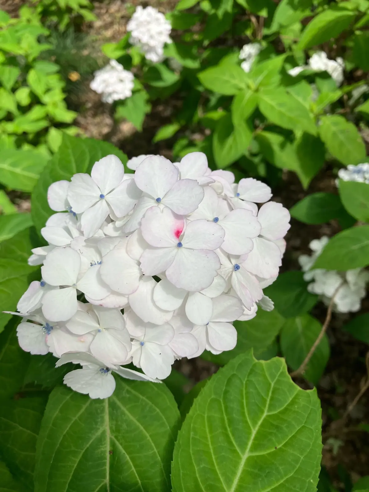 あじさい　紫陽花　　　　和のあじさい　六義園　ガクアジサイ　山紫陽花　都路里　　あじさいパフェ　大丸東京　手毬花　
