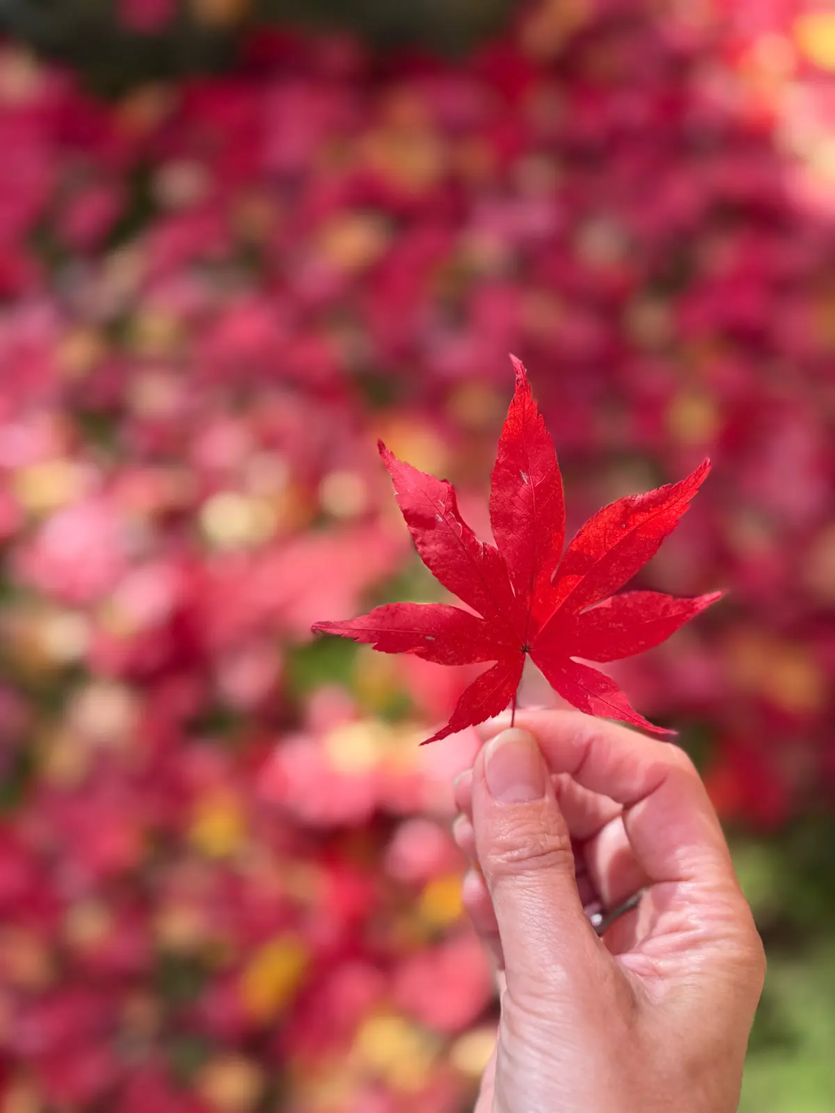 宮城県松島　円通院　伊達光宗　境内　紅葉　瞑想の庭