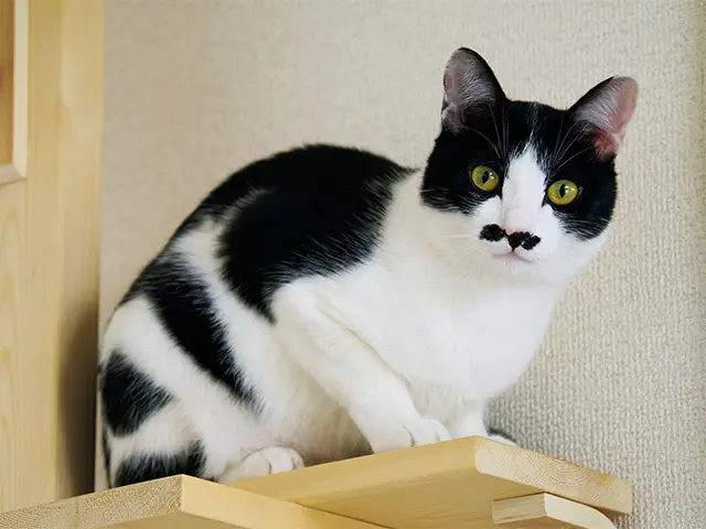 鼻の下の黒いちょび髭がトレードマーク。手足 もしっぽもすらりと長く、スマートな体型。ごは んは少食派で、俊敏に動く姿はさすが