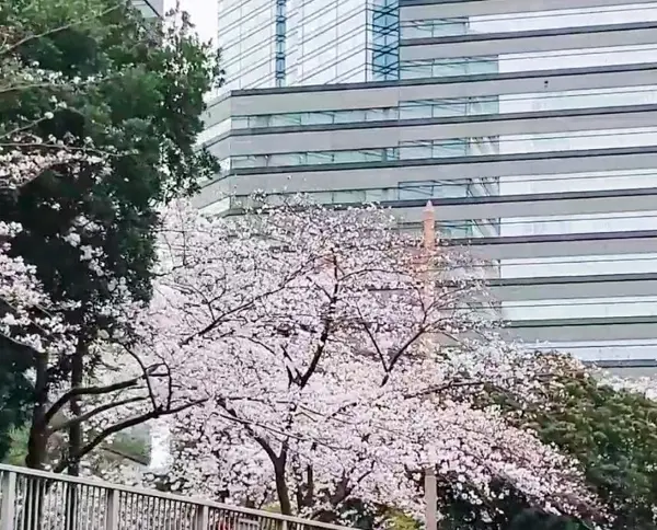 【はとバス】で行く！春の目黒川桜クルーズの画像_1