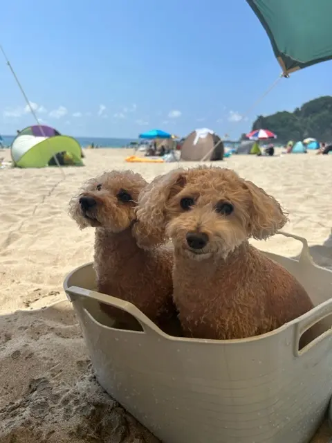 南伊豆で、enjoyボディボード♡の画像_4