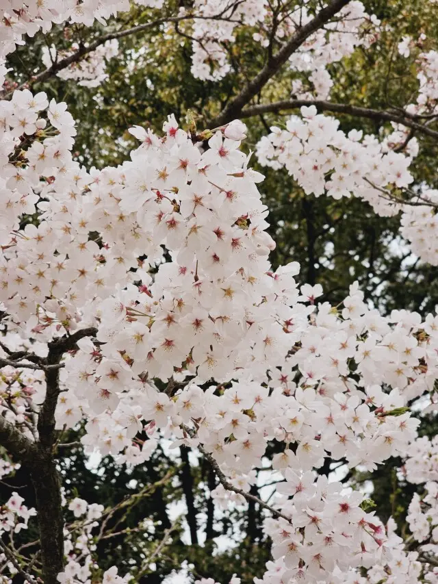 満開の栗林公園への画像_1