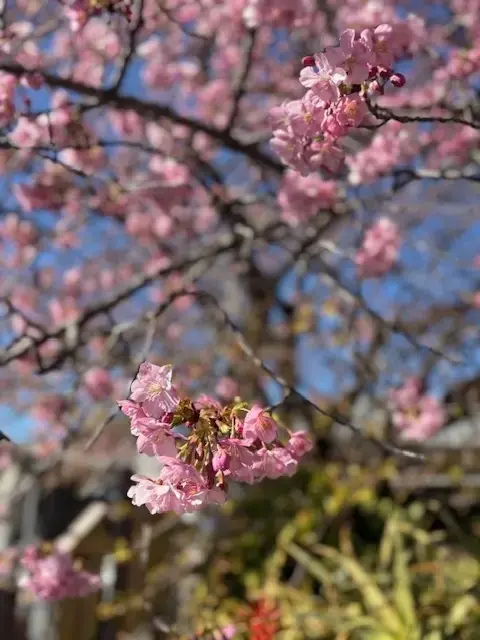 河津桜