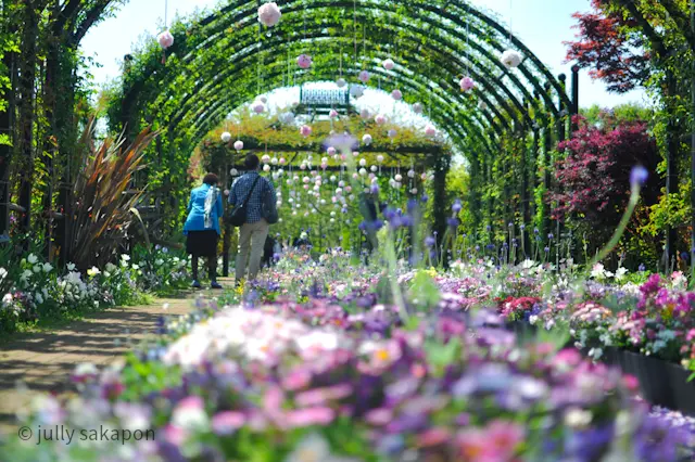 【番外編】初夏イングリッシュガーデンの画像_1