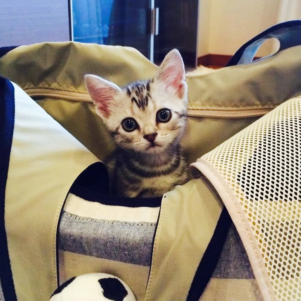 アランがうちの子になった瞬間の画像_1