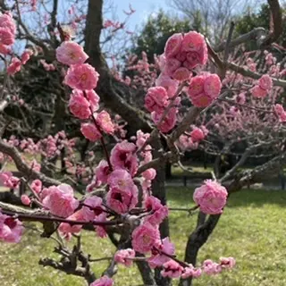 桜かと思いきやの画像_2