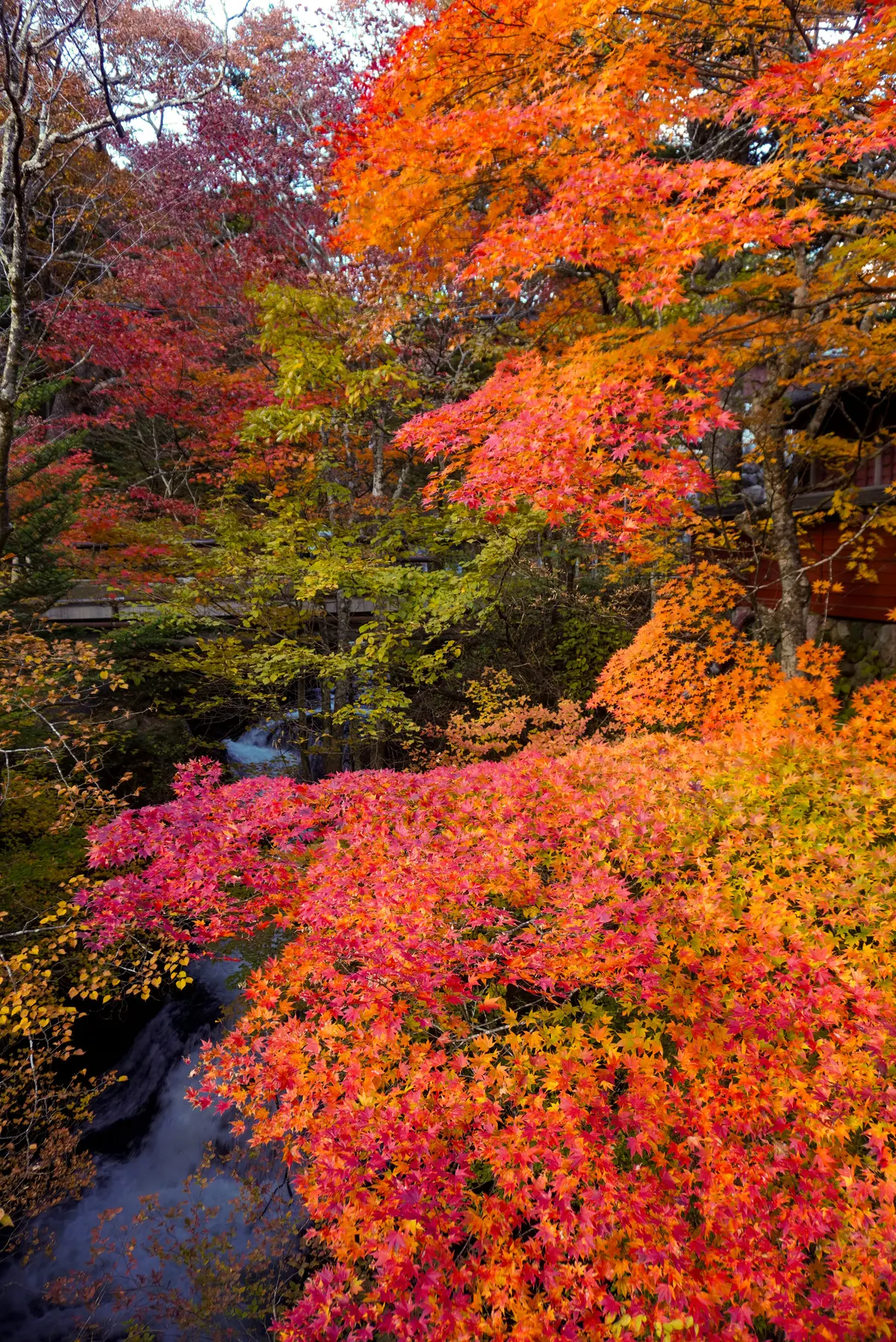 話題の「スペーシアX」に乗って紅葉狩り　の画像_4