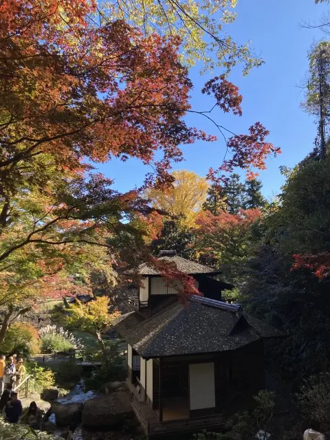 聴秋閣は紅葉の名所。奥の紅葉の遊歩道を開放中。