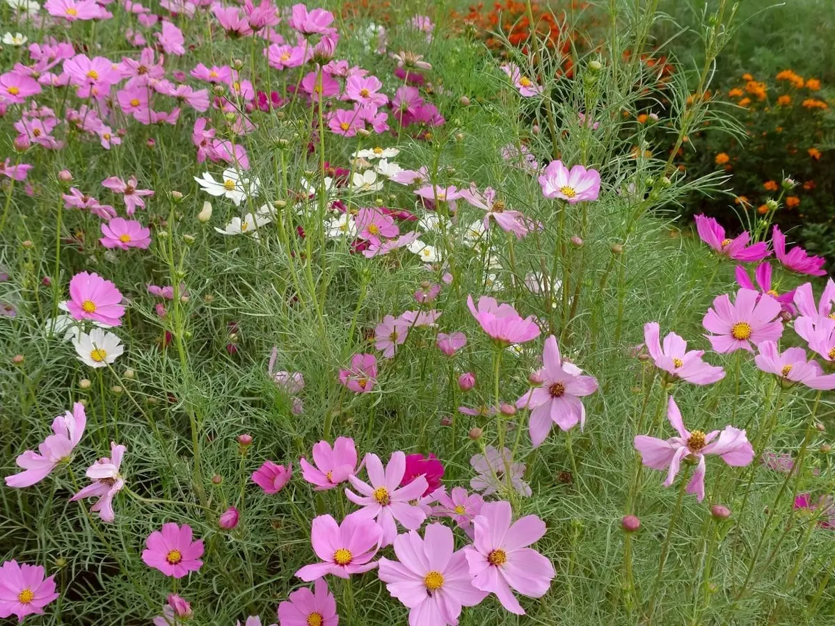 里山ガーデンフェスタ