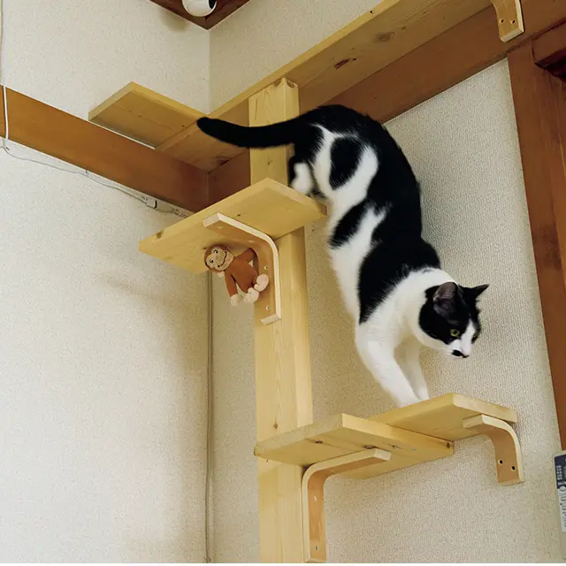 若林さんと友人たちが作ったキャッ トタワー＆ウォークで日中は運動している朝焼。 ひとり遊びもお手のもの