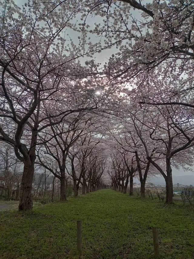 角館の桜