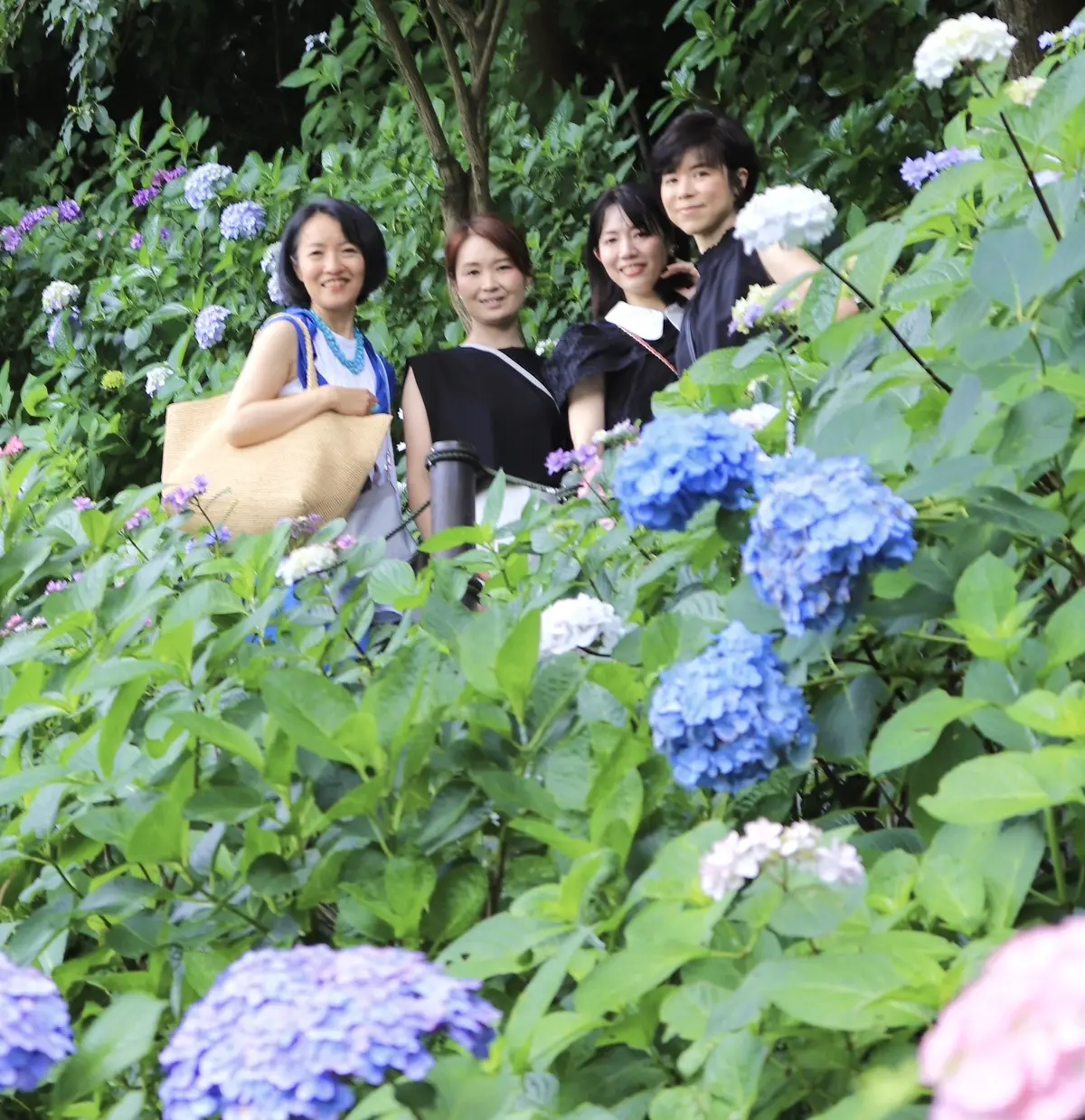 鎌倉紫陽花ツアーへの画像_8