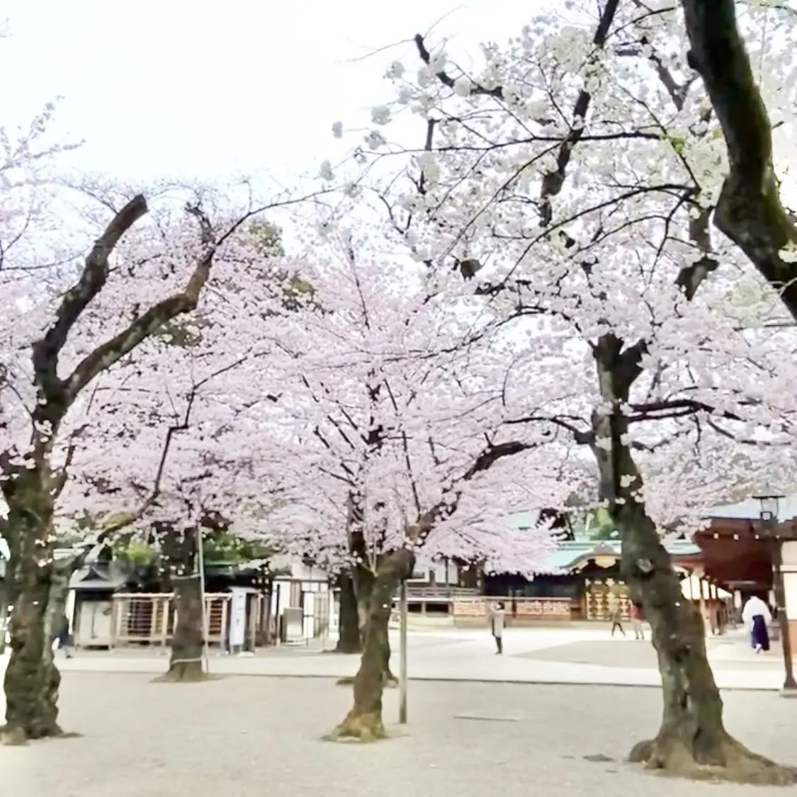 靖国神社の桜