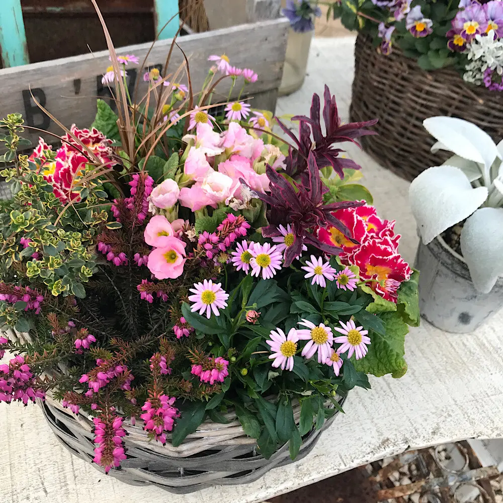 ピンク花基調の寄せ植え籠