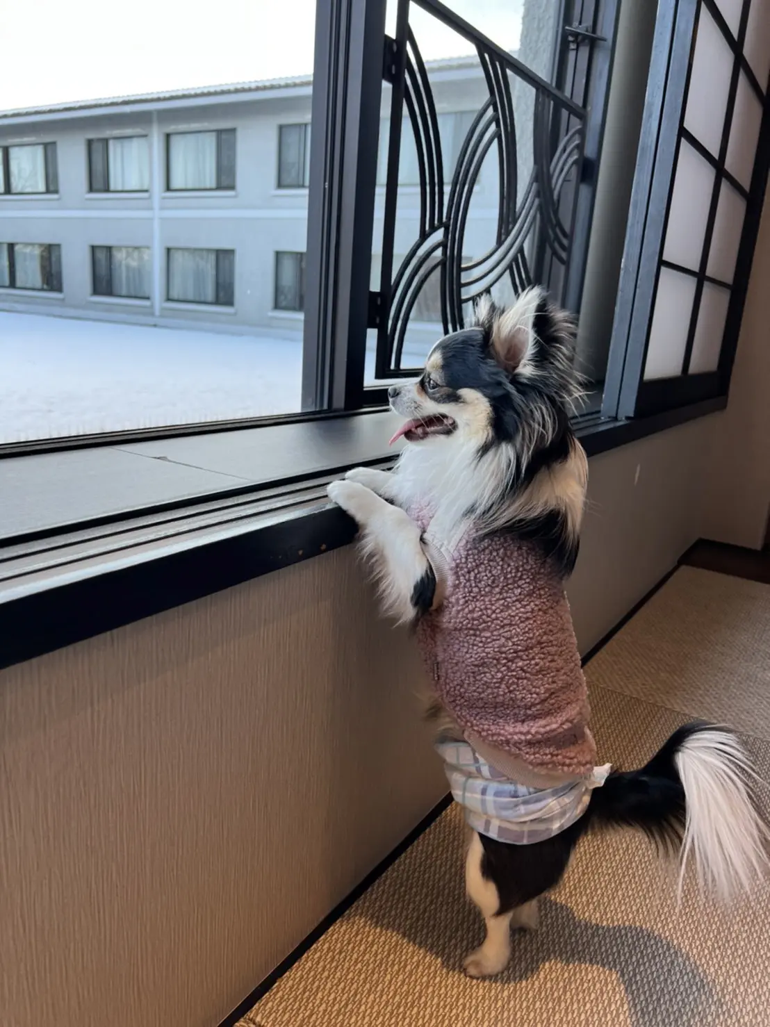 お部屋から外に行きたがるクゥ