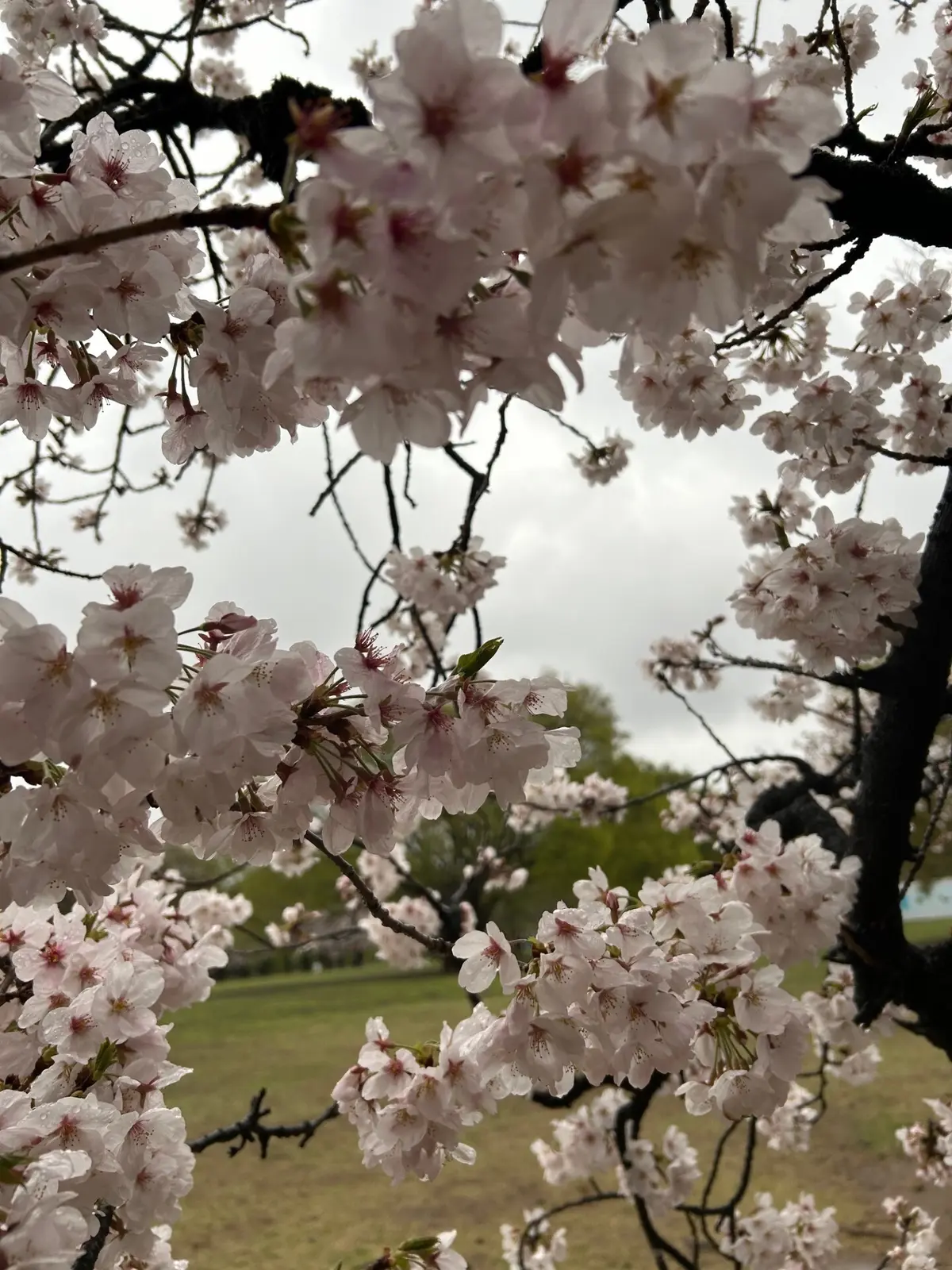 代々木公園の桜