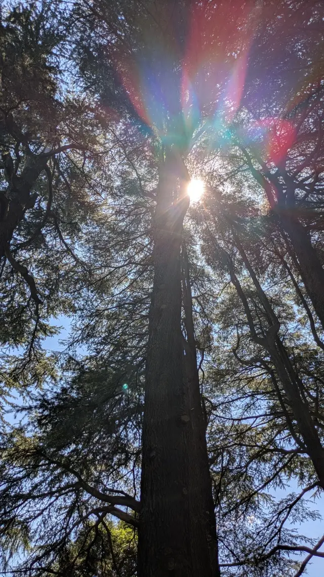新宿御苑　千駄ヶ谷門　木漏れ日