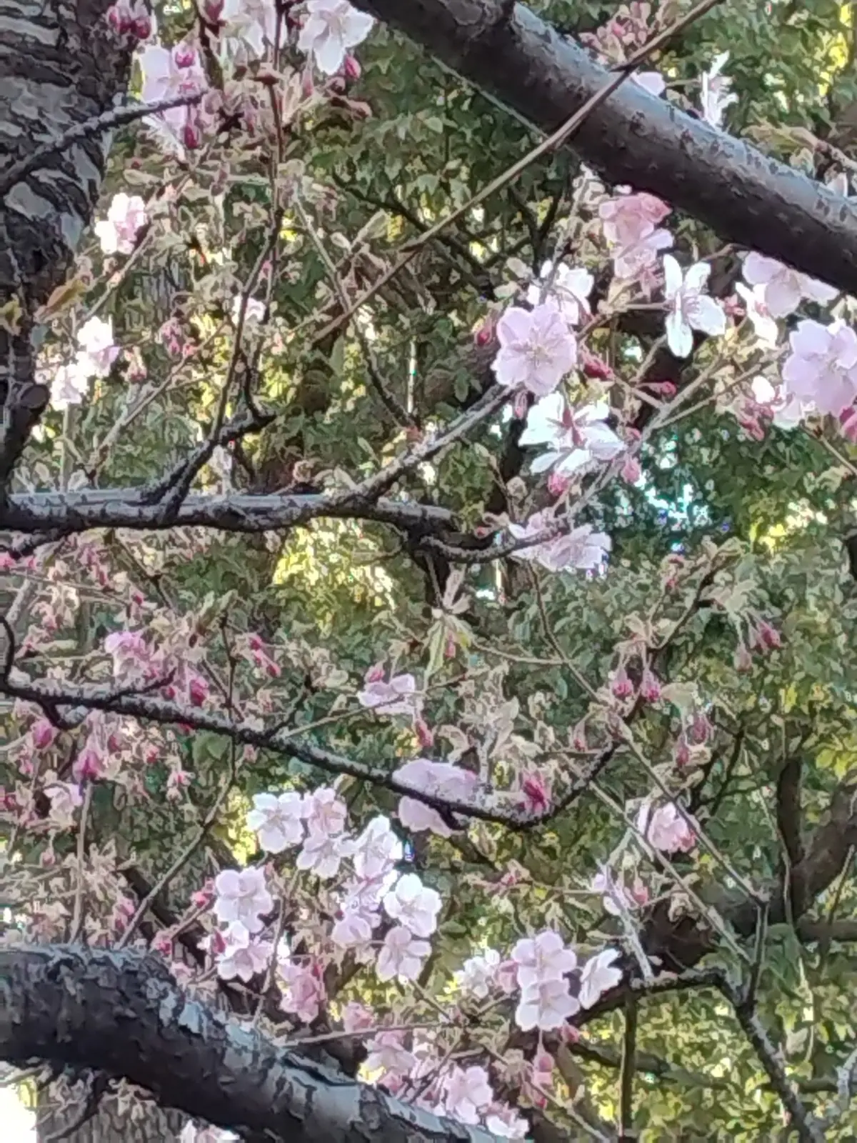 河津桜