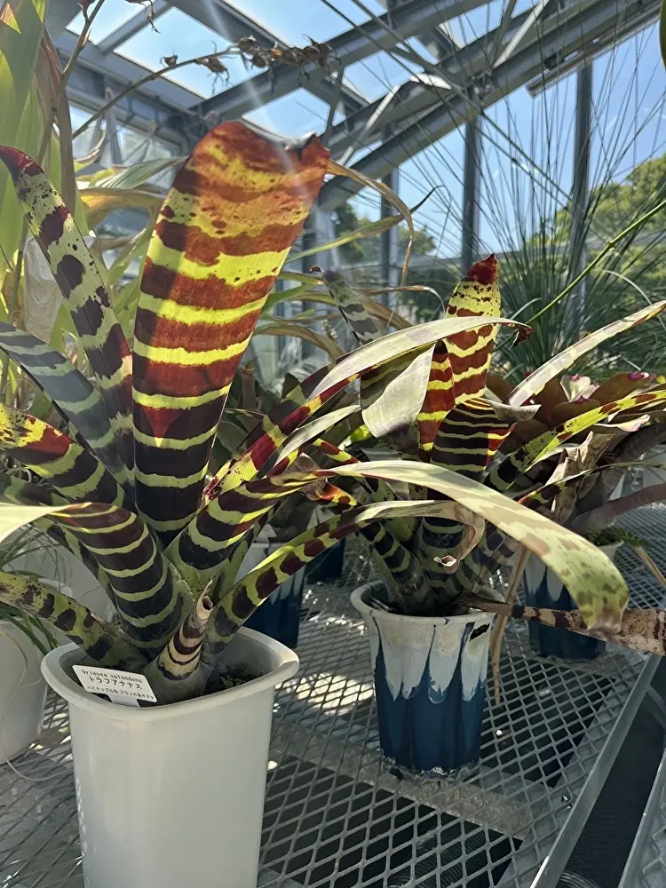 新緑の小石川植物園への画像_11