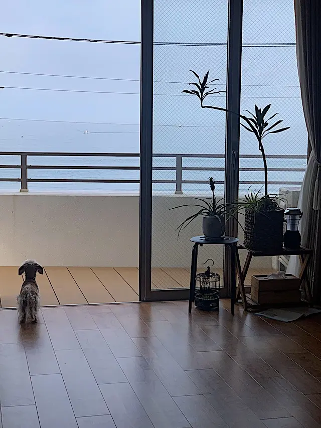 デュアルライフ　Jマダムの暮らし