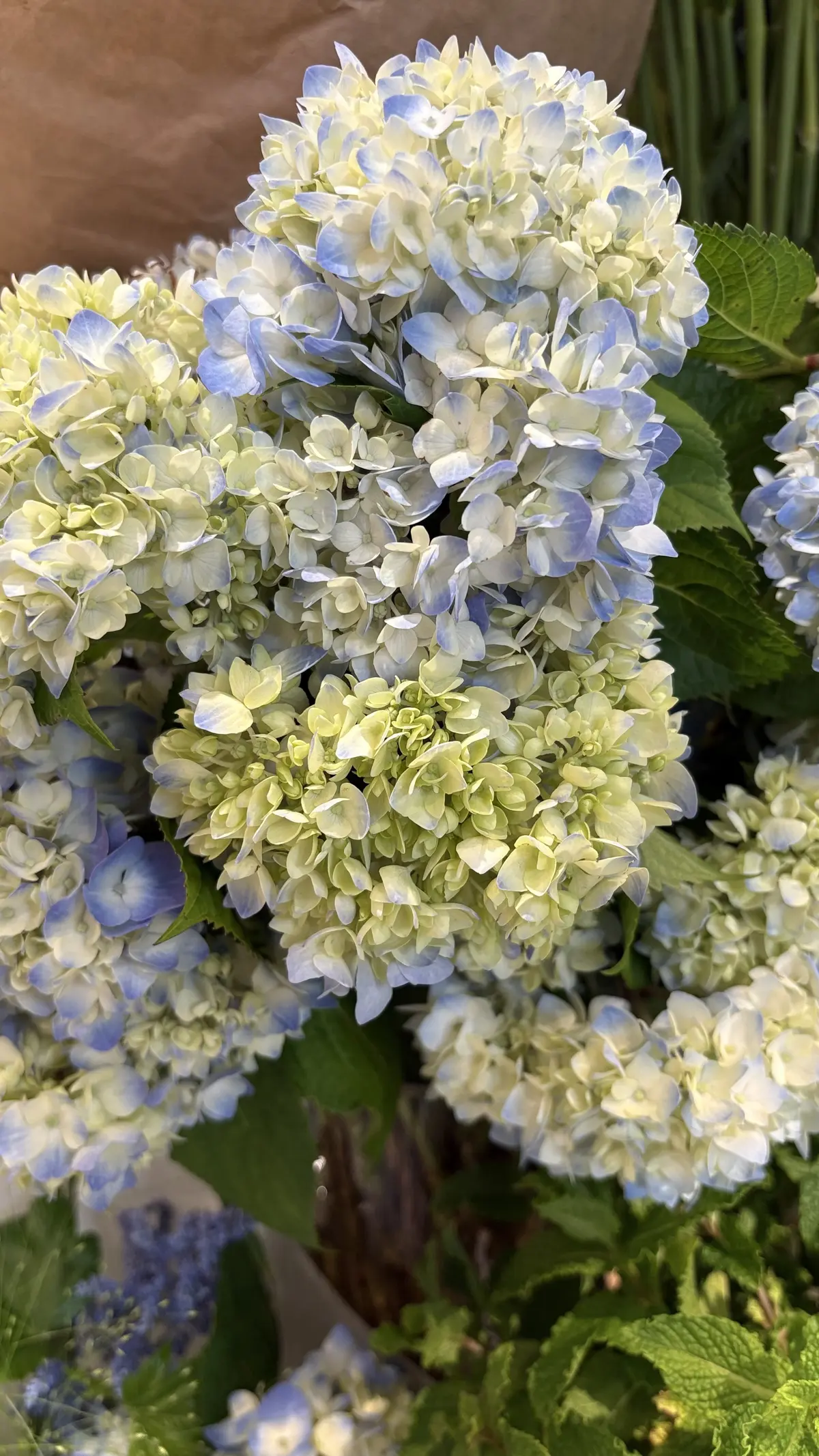 GUメンズ＆ZARATシャツ×パールネッの画像_7