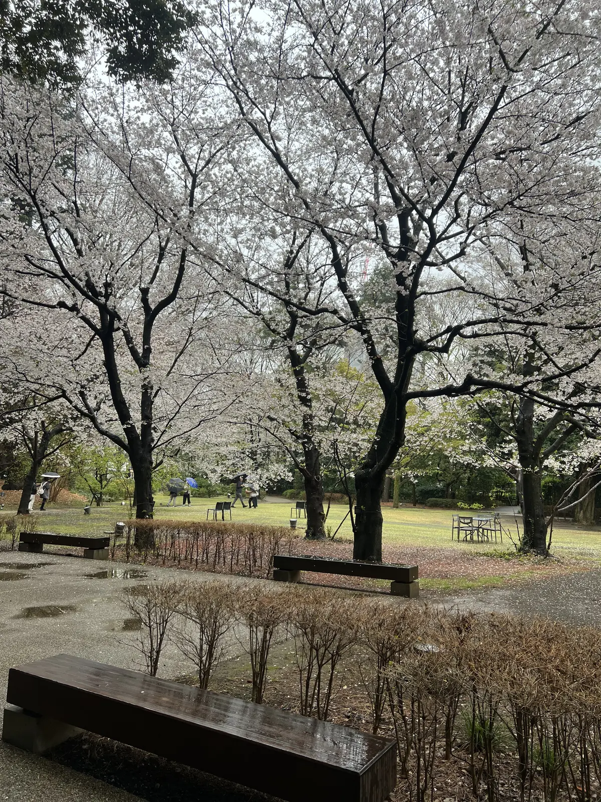 西洋庭園には桜が満開