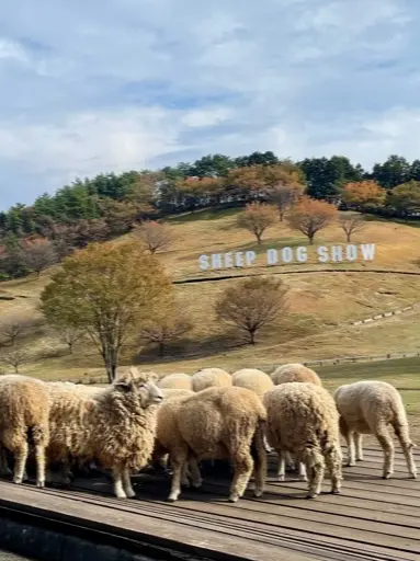 ハロウィンの日は、牧場へ行ってきました☆の画像_7