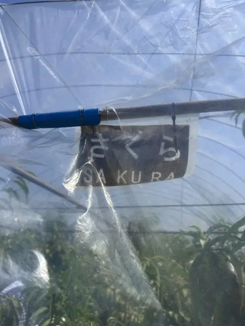 親子三代で行くはとバスツアーと真夏の高尾の画像_16