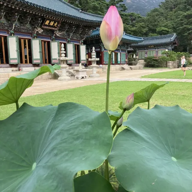 恩平韓屋村へプチトリップの画像_9