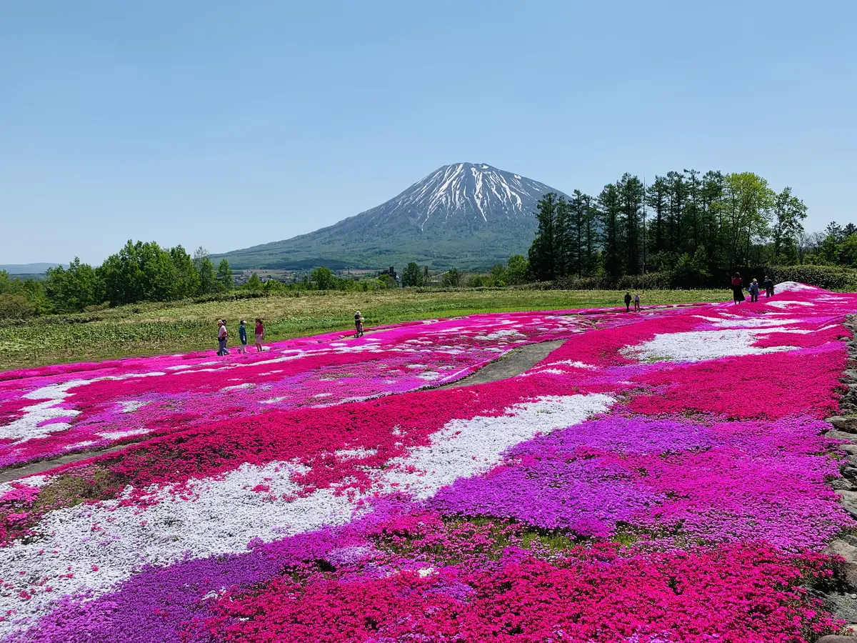 はっきりとした色合いと羊蹄山とのツーショット